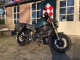 BENELLI LEONCINO 800